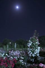 月夜の薔薇園