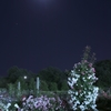 月夜の薔薇園
