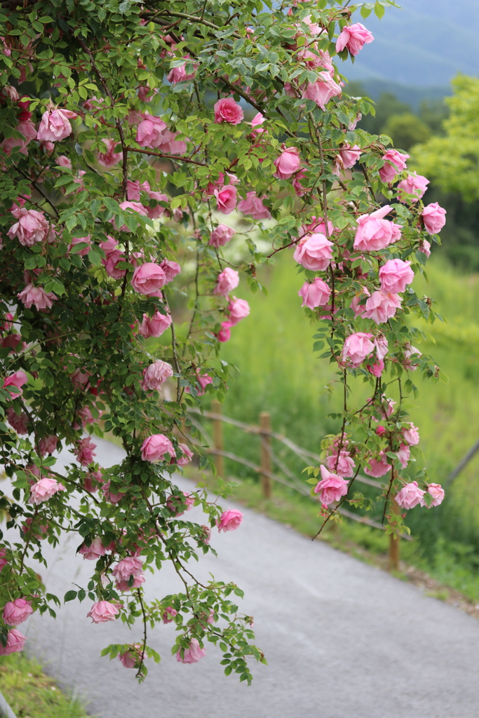 田舎道