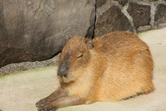 史上最強の癒し系動物