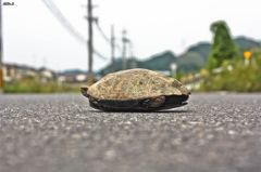 大通りを横切ることが怖いな～