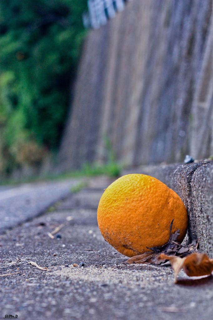 誰か捨てたオレンジ？