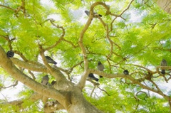 鳩の木