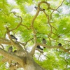 鳩の木