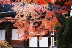 京都　紅葉