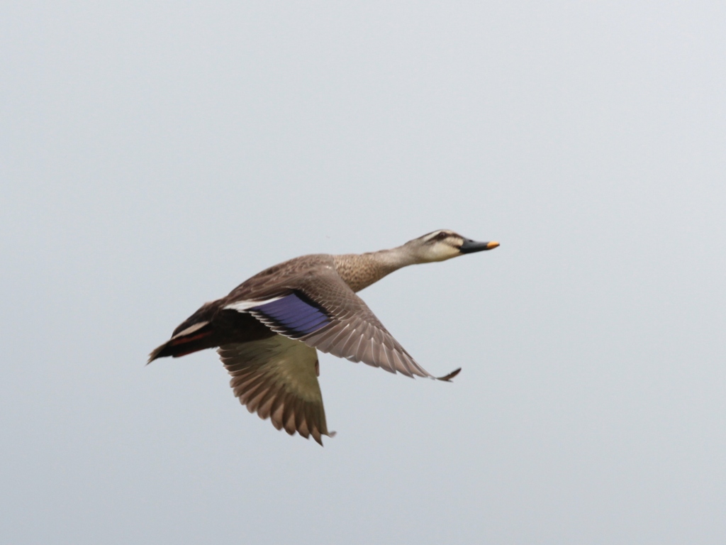 かるがもが飛ぶ