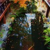 紅葉と鯉