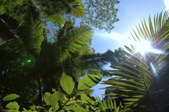 rainforest