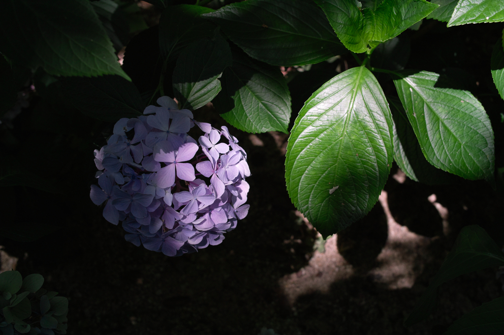 SDIM2828