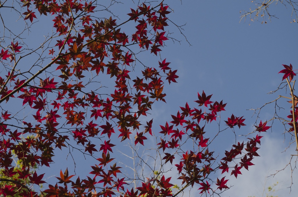青空に紅の葉