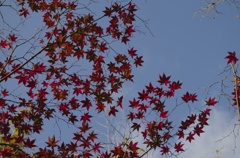 青空に紅の葉