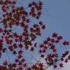 青空に紅の葉