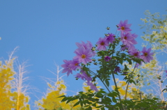 この花の名は？