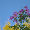 この花の名は？