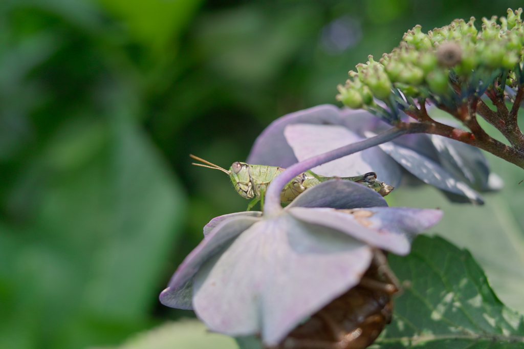 SDIM2768