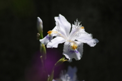 庭の花1