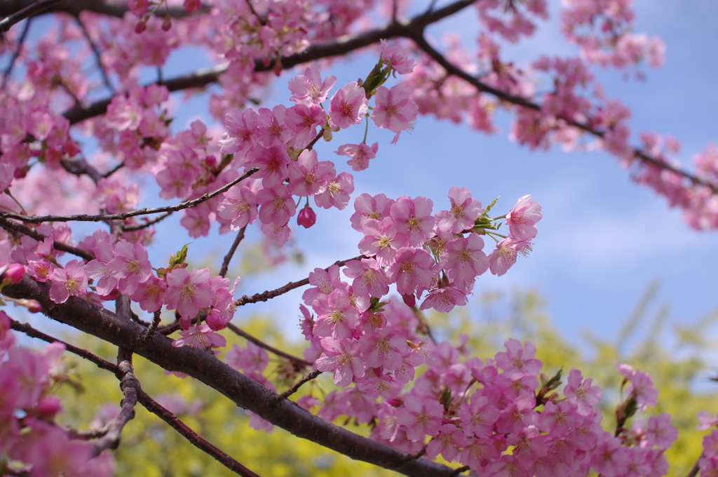 兵庫の河津桜