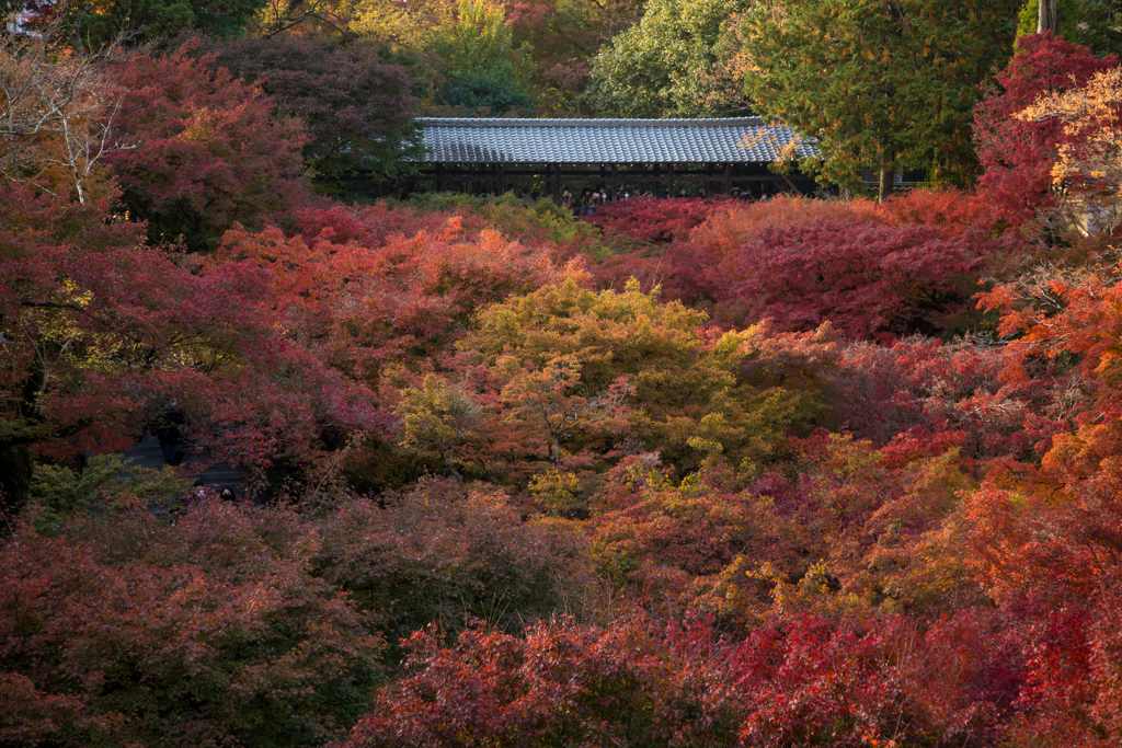 東福寺 紅の谷