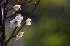 桜はまだかいな