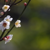 桜はまだかいな