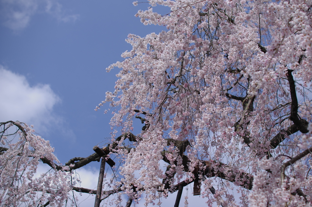 桜滝