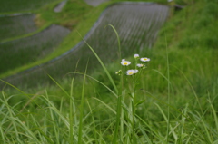 和佐父西ケ岡
