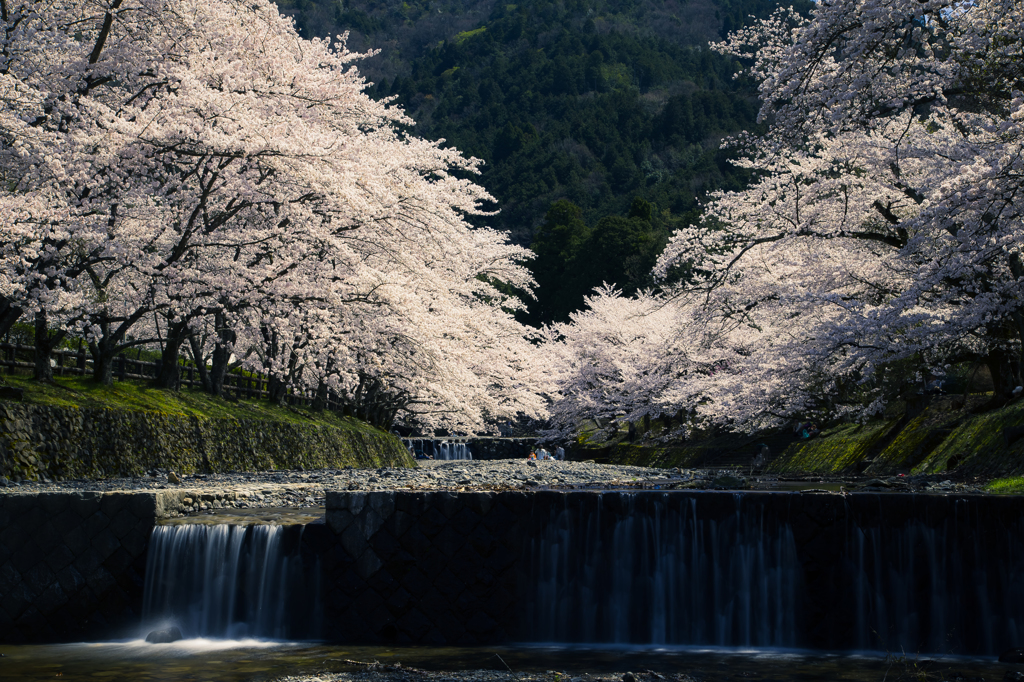 堰の千本桜