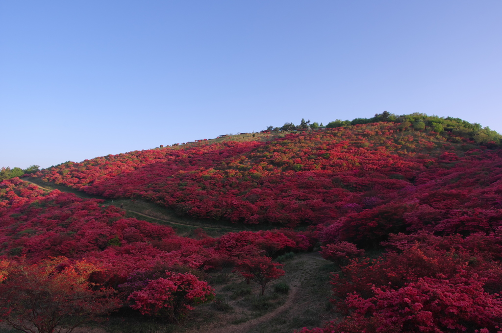 つつじ山の朝