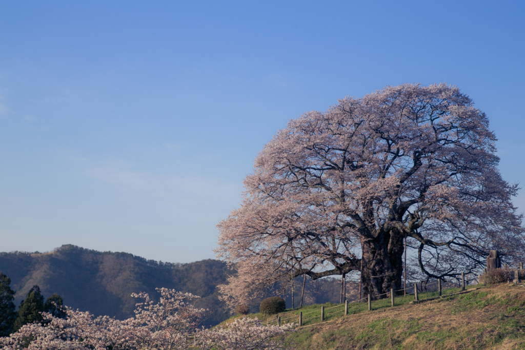 朝の醍醐桜