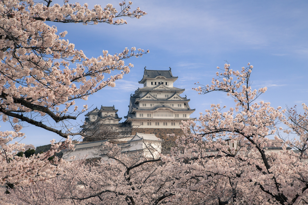 桜花爛漫