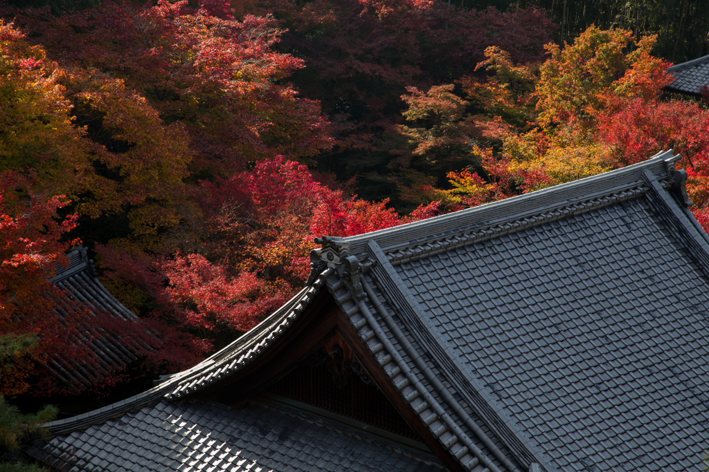 圓光寺 紅の森