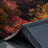 圓光寺 紅の森