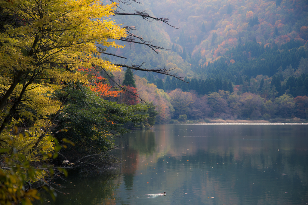 池の畔