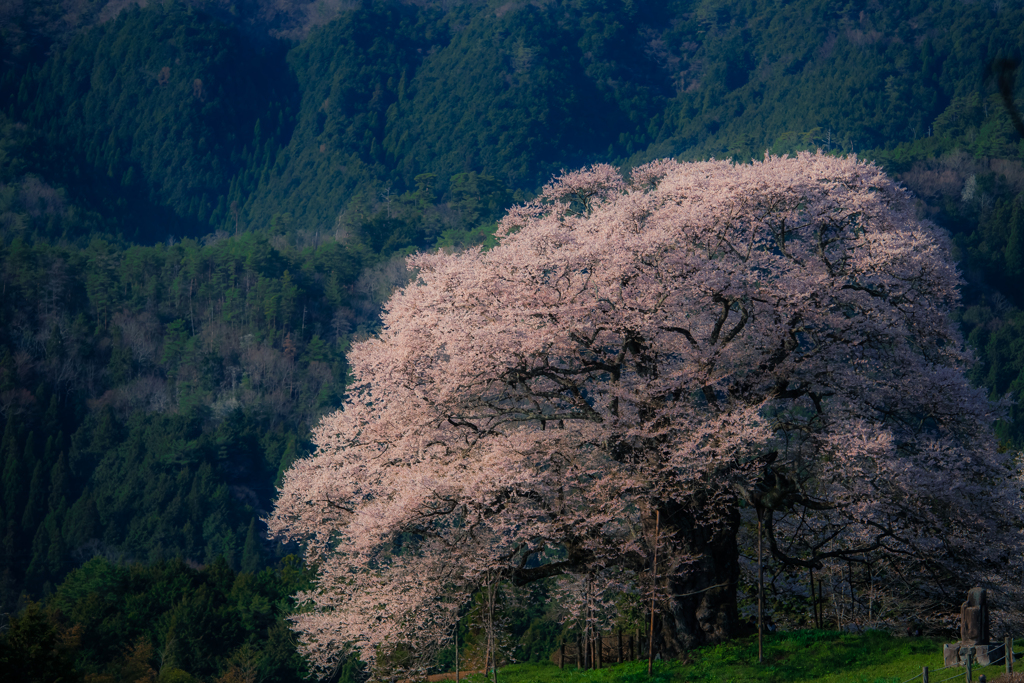 醍醐桜