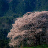 醍醐桜