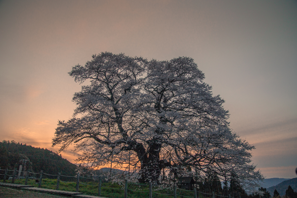 暁の醍醐桜