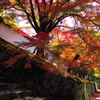 曼殊院門跡1