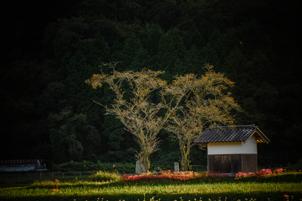 彼岸花のある夕景