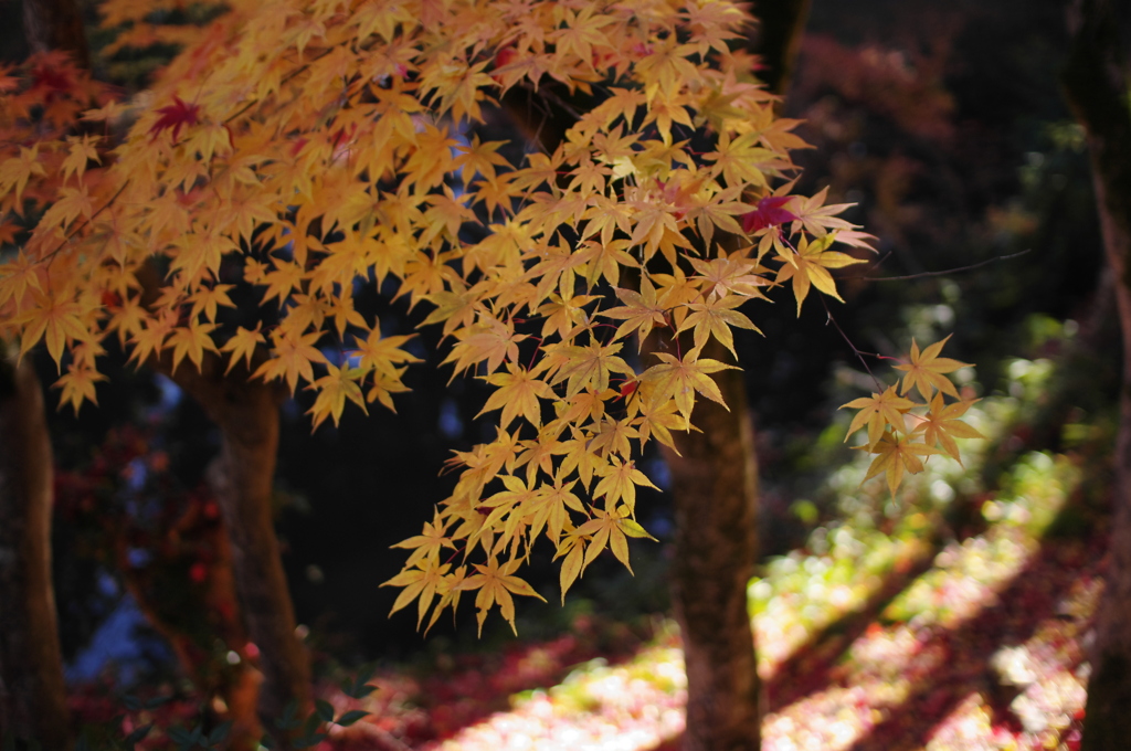 洞光寺20121125