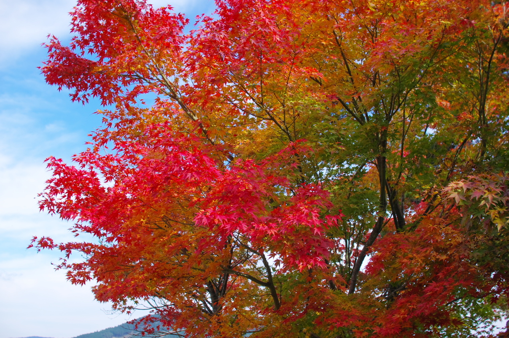 峰山高原の紅葉