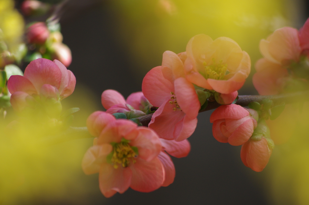 花はどこへ行った