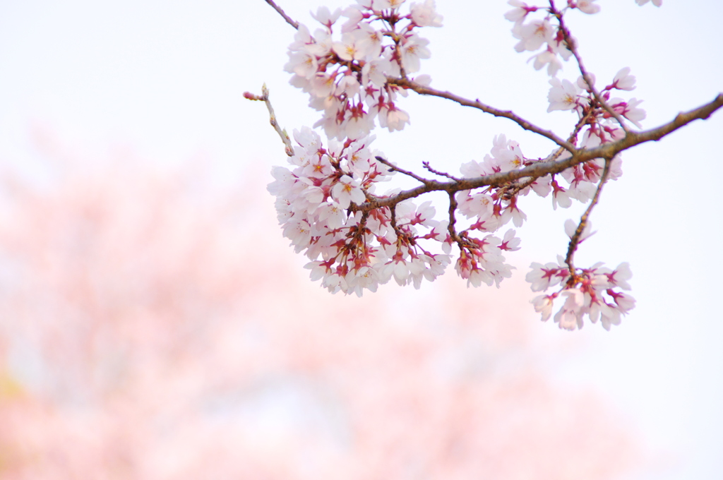 近所の桜