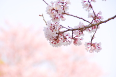 近所の桜