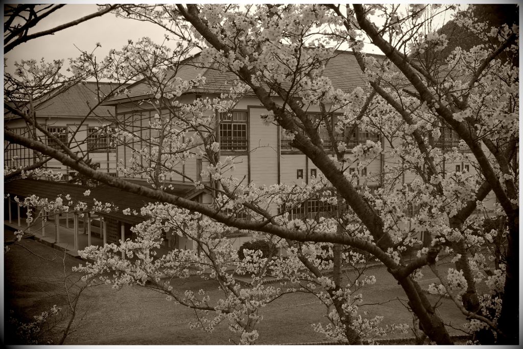 母校の桜