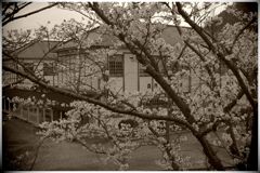 母校の桜