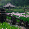 雨と水車と花菖蒲Ⅱ