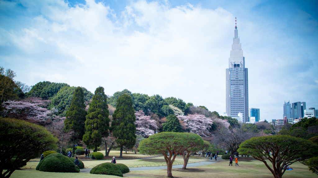 Sakura and the City