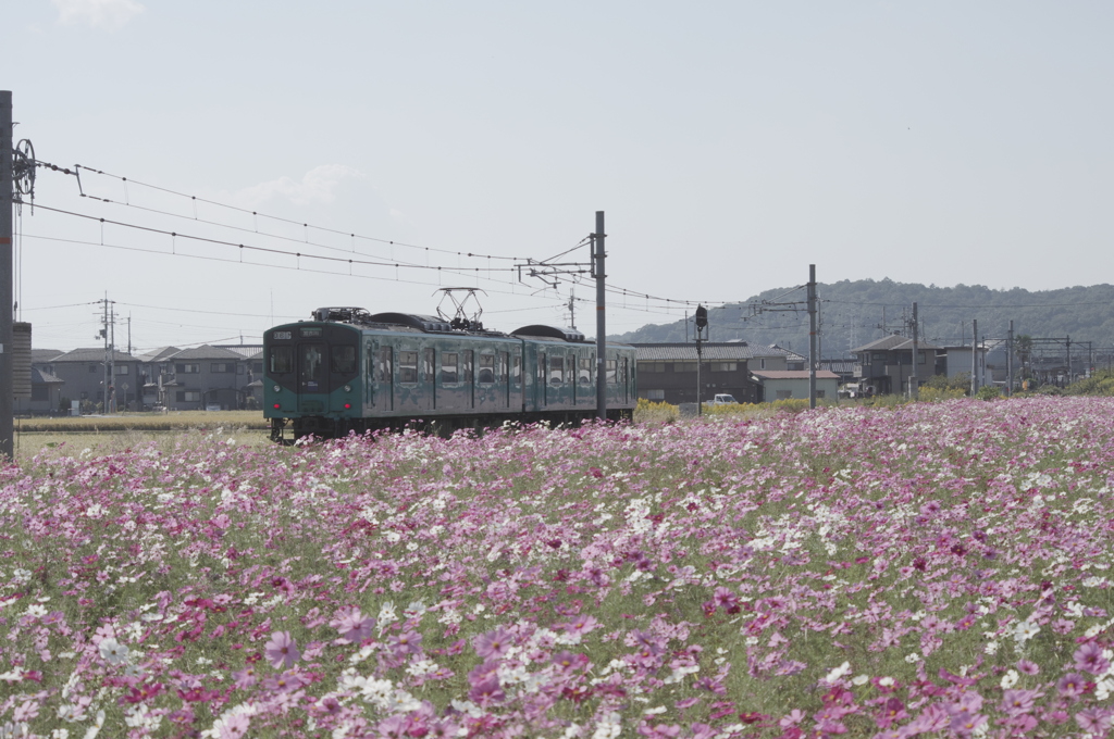 加古川線コスモス