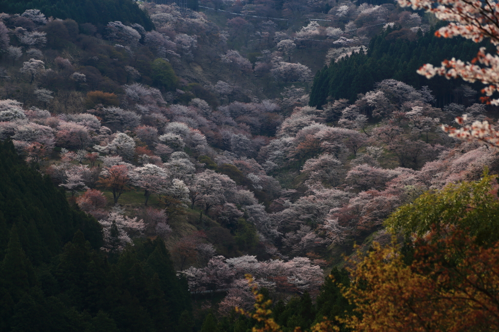 吉野山 最終章