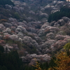 吉野山 最終章